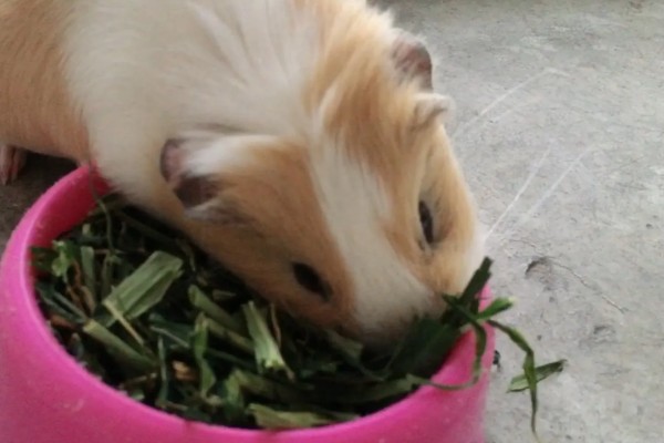荷兰猪喂哪种草，苜蓿草、燕麦草等品种都可以饲喂