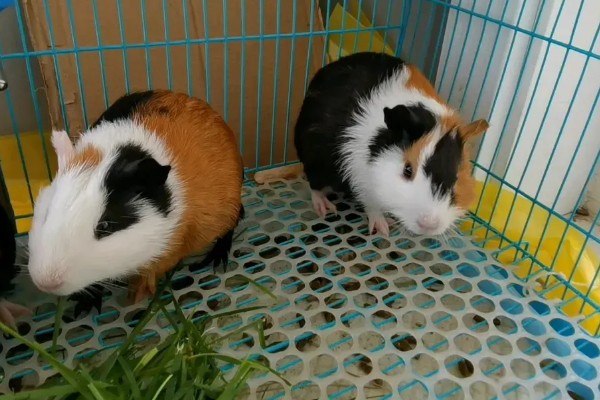 荷兰猪喂哪种草，苜蓿草、燕麦草等品种都可以饲喂