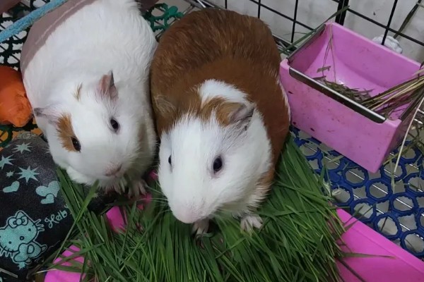荷兰猪喂哪种草，苜蓿草、燕麦草等品种都可以饲喂