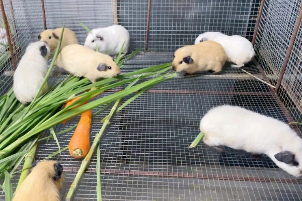 荷兰猪喂哪种草，苜蓿草、燕麦草等品种都可以饲喂