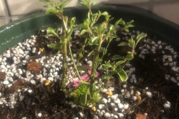 六月雪不发芽如何处理,浇水过多要放在通风处蒸发水分