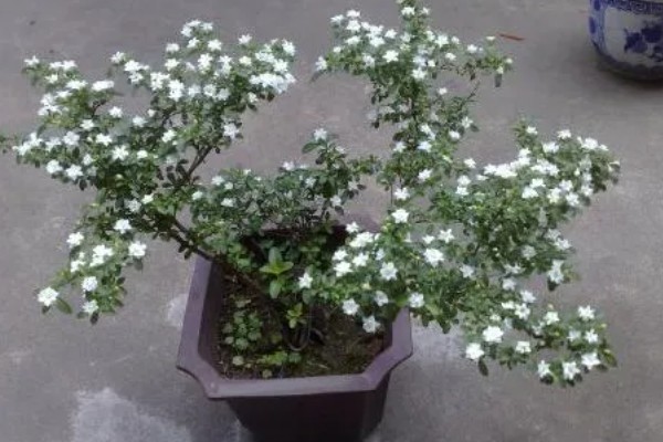 六月雪不发芽如何处理,浇水过多要放在通风处蒸发水分