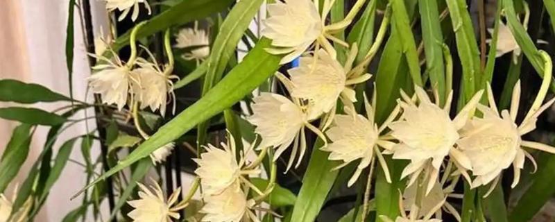 昙花的修剪方法，生长盛期把瘦弱的枝条剪除