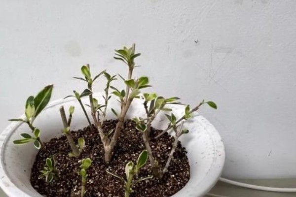 六月雪不发芽如何处理,浇水过多要放在通风处蒸发水分