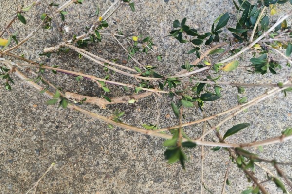 六月雪不发芽如何处理,浇水过多要放在通风处蒸发水分