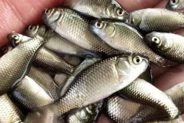 异育银鲫苗吃什么,以浮游动物为主要食料