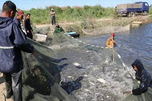 异育银鲫苗吃什么,以浮游动物为主要食料