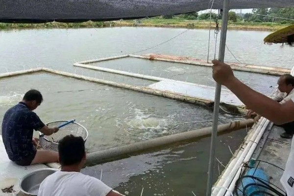 异育银鲫苗吃什么,以浮游动物为主要食料