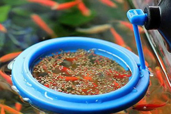 鱼类的食物有哪些,可喂食动物性饲料、植物性饲料等