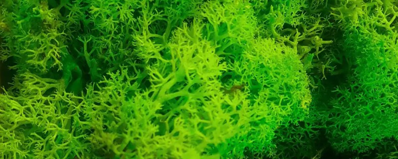 藻类植物的繁殖方式，可营养体生殖、无性生殖等