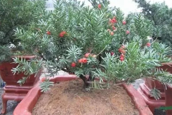 红豆杉是几级保护植物，是国家一级珍稀保护树种
