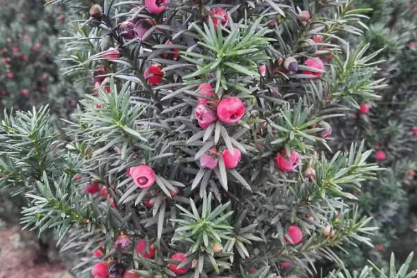 红豆杉是几级保护植物，是国家一级珍稀保护树种