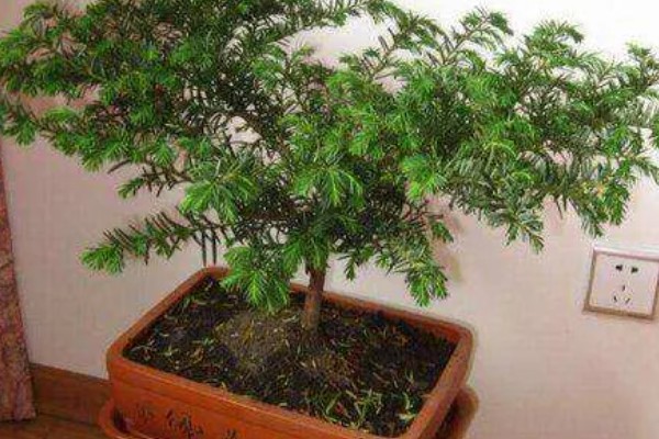 红豆杉是几级保护植物，是国家一级珍稀保护树种