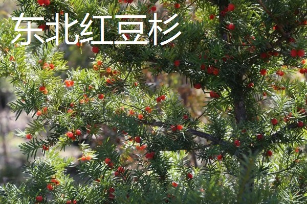 红豆杉是几级保护植物，是国家一级珍稀保护树种