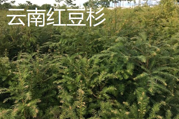 红豆杉是几级保护植物，是国家一级珍稀保护树种