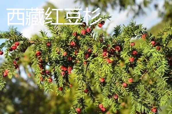 红豆杉是几级保护植物，是国家一级珍稀保护树种
