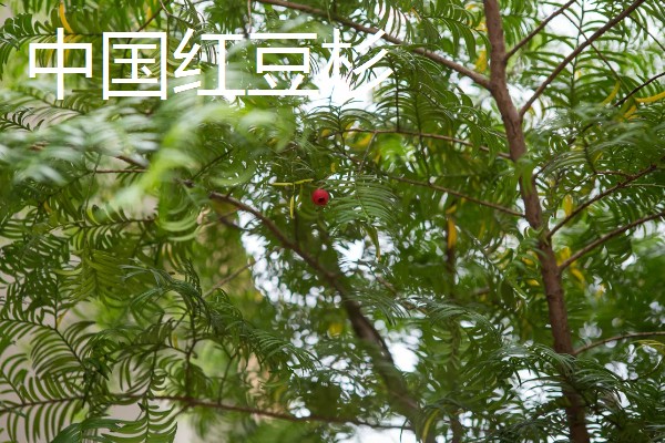 红豆杉是几级保护植物，是国家一级珍稀保护树种