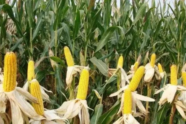 华农188玉米种的简介,生育期为99天左右