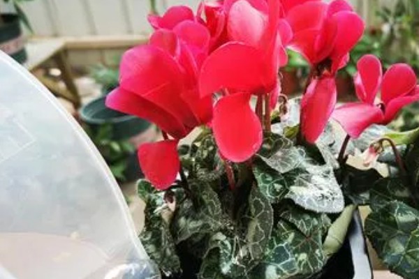 仙客来叶子卷的原因，可能是浇水过多所致