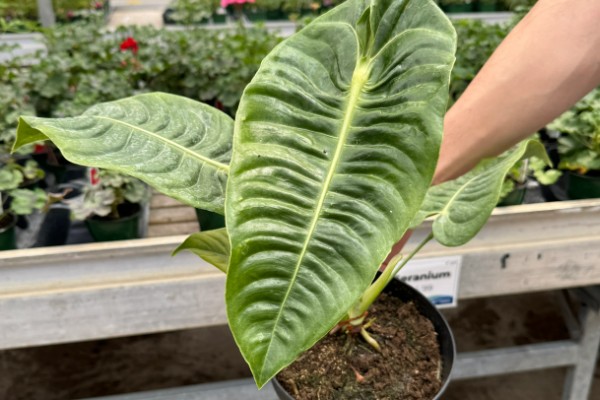 火鹤王花烛的价格,在800到5000元左右