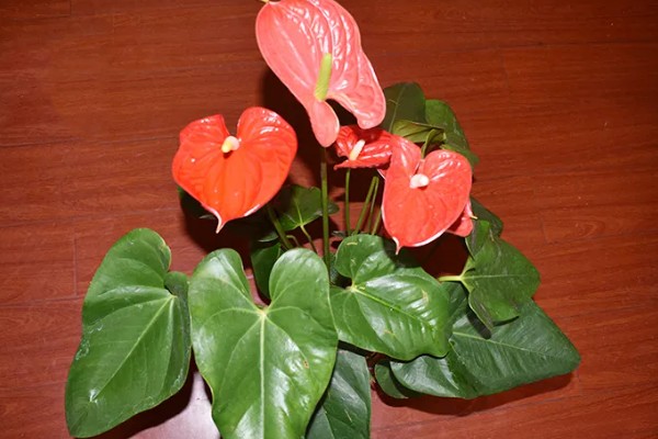 火鹤王花烛的价格,在800到5000元左右