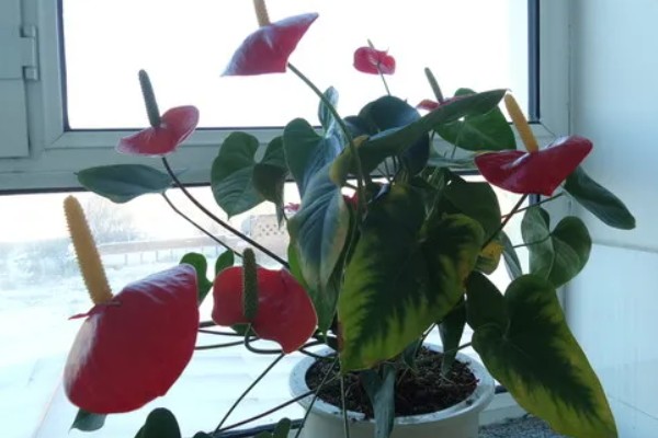 火鹤王花烛的价格,在800到5000元左右