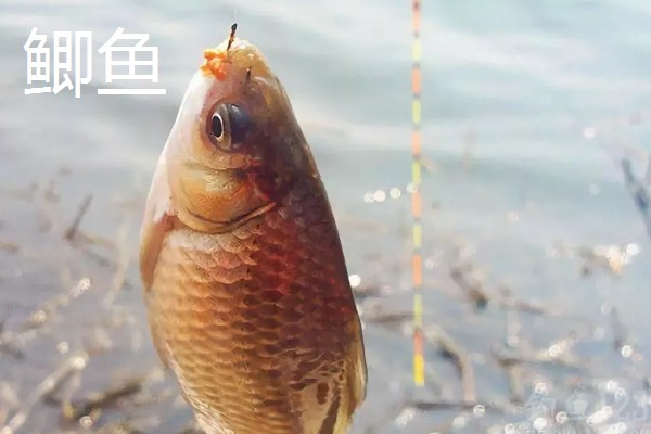 2号丸世钩可以钓几斤的鱼,垂钓适宜重量为1-2两
