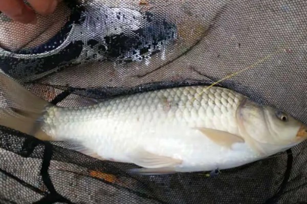 2号丸世钩可以钓几斤的鱼,垂钓适宜重量为1-2两