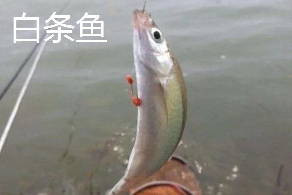 2号丸世钩可以钓几斤的鱼,垂钓适宜重量为1-2两