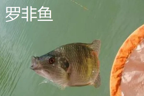 2号丸世钩可以钓几斤的鱼,垂钓适宜重量为1-2两