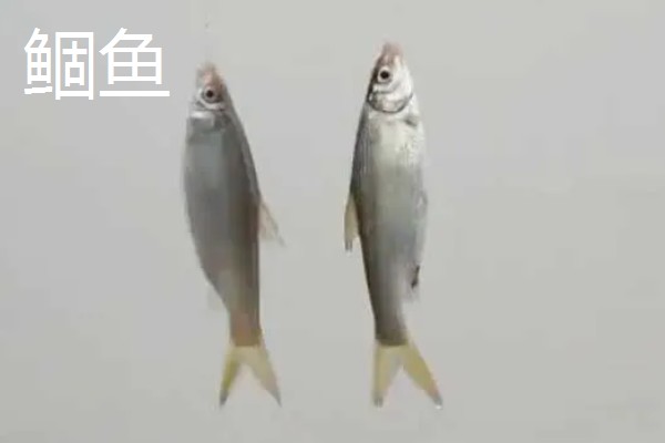 2号丸世钩可以钓几斤的鱼,垂钓适宜重量为1-2两