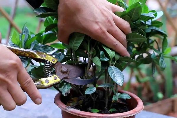 栀子花的养殖方法，每天接受6小时以上的光照