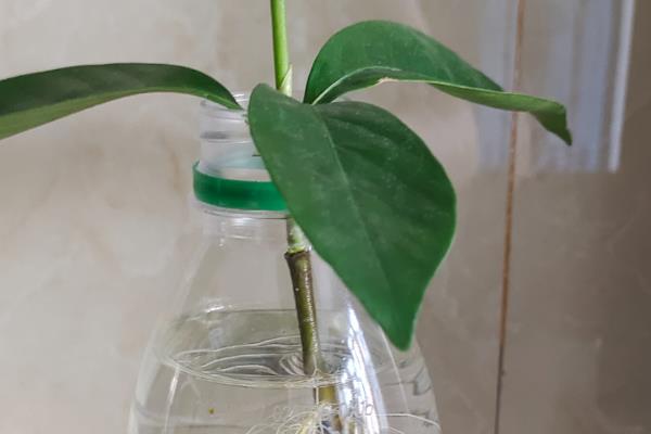 栀子花的养殖方法，每天接受6小时以上的光照