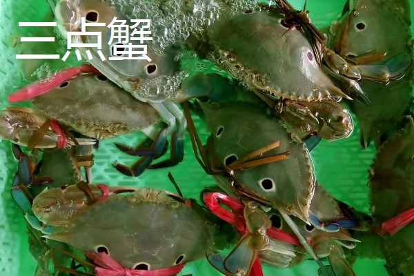 沙蟹简介,是沙蟹科十数种甲壳动物的统称