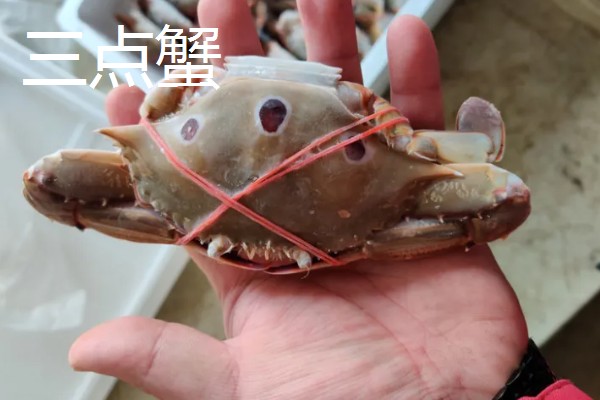 沙蟹简介,是沙蟹科十数种甲壳动物的统称