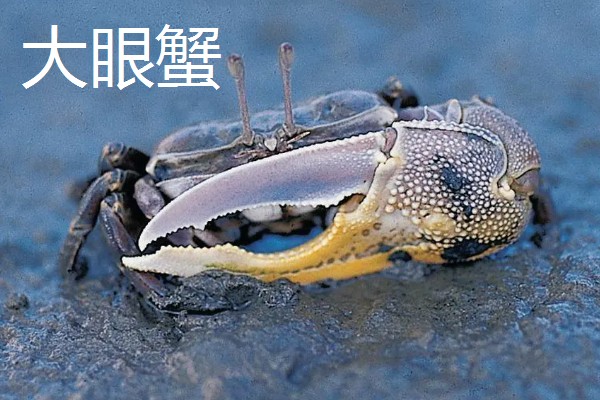 沙蟹简介,是沙蟹科十数种甲壳动物的统称