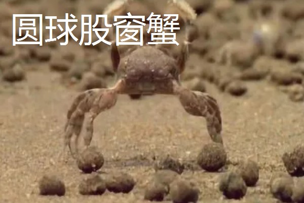 沙蟹简介,是沙蟹科十数种甲壳动物的统称