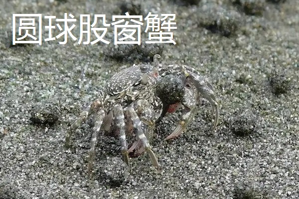 沙蟹简介,是沙蟹科十数种甲壳动物的统称