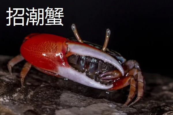 沙蟹简介,是沙蟹科十数种甲壳动物的统称