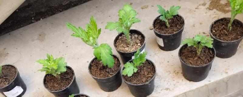 菊花春天怎样分株，选在三月份中旬的时候进行