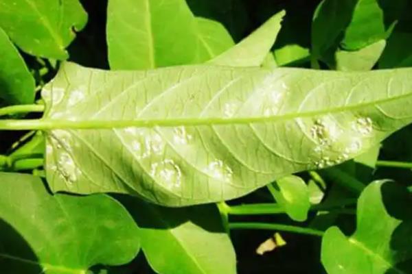 空心菜白锈病怎么防治,发现病株可拔除并烧毁