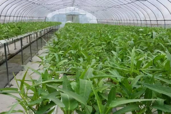 空心菜白锈病怎么防治,发现病株可拔除并烧毁