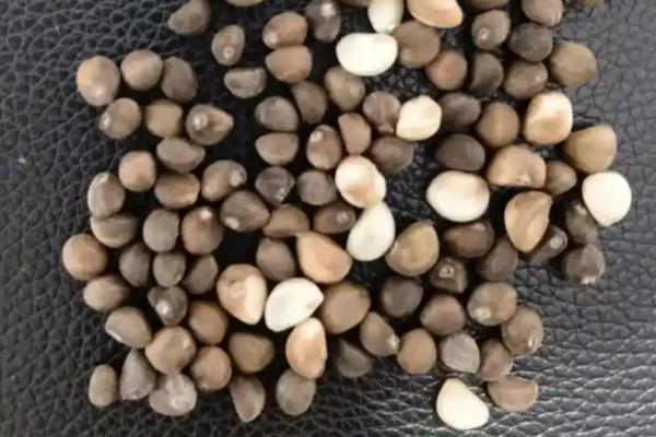 空心菜白锈病怎么防治,发现病株可拔除并烧毁