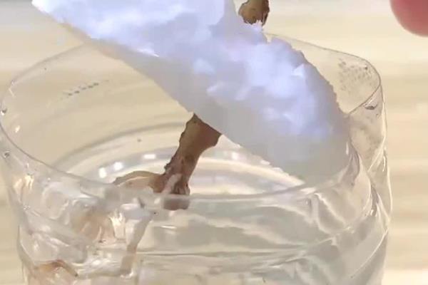 茶花什么时候扦插好，一般在5-6月进行