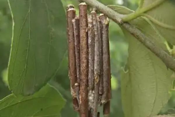 碗莲有哪些虫害，常见的有大蓑峨、铜绿金龟子、黄刺蛾等