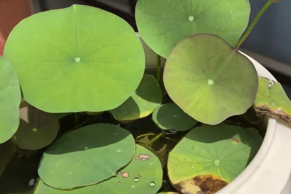 碗莲有哪些虫害，常见的有大蓑峨、铜绿金龟子、黄刺蛾等