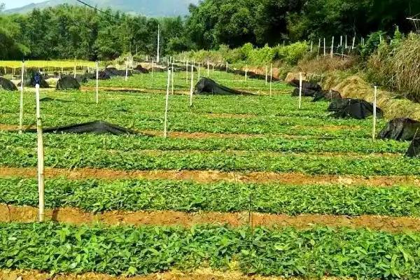 土茯苓简介,别称白余粮、刺猪苓等