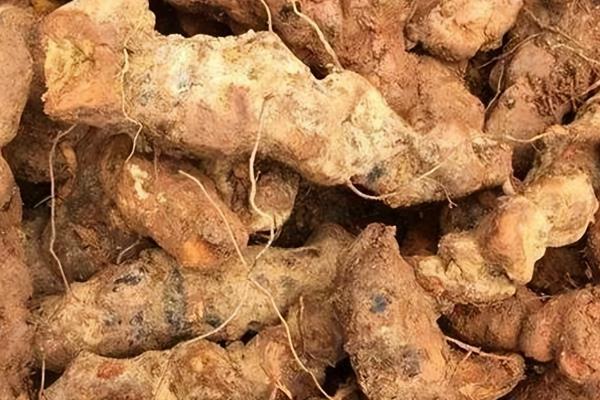 土茯苓简介,别称白余粮、刺猪苓等