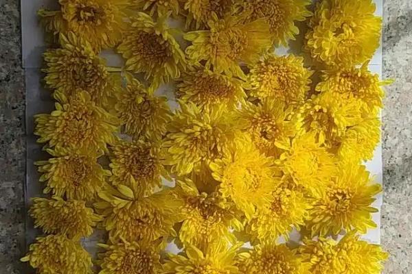 菊花如何保存，需要将植株的水分除去