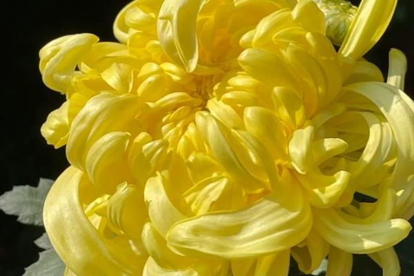 菊花如何保存，需要将植株的水分除去